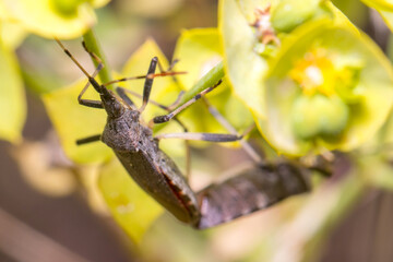 Couple of Dicranocephalus albipes copulating on a green plant. High quality photo