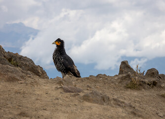 A common Ecuadorian mountain bird called the Curiquingue 
