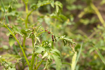 Colorado beetle sits on potatoes, a pest of potatoes