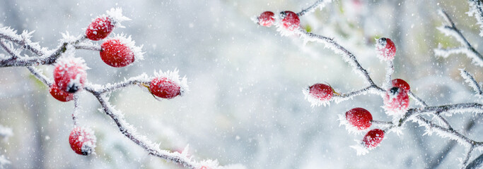 Winter and Christmas background with frost-covered red rose berries on a light blurred background during a snowfall © Volodymyr