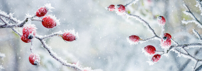 Winter and Christmas background with frost-covered red rose berries on a light blurred background...
