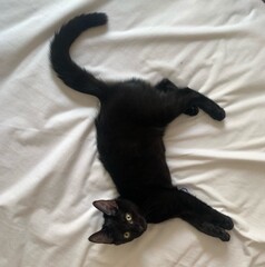 The Curious Black Cat