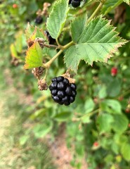 The Hanging Blackberry