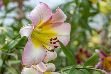 Lily. Beautiful flowering bright summer flower of the Liliaceae family