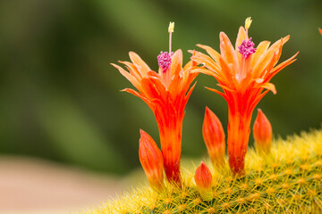 Orange Cactus Flowers 2
