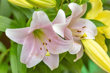Lily. Beautiful flowering bright summer flower of the Liliaceae family