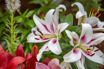 Lily. Beautiful flowering bright summer flower of the Liliaceae family