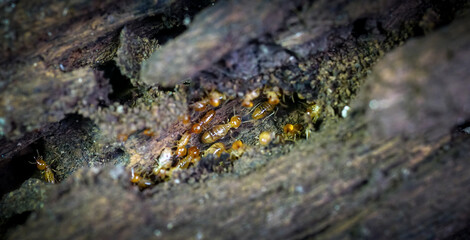 Group of the small termite, Termites are social creatures that damage people's wooden houses because they eat wood,	
