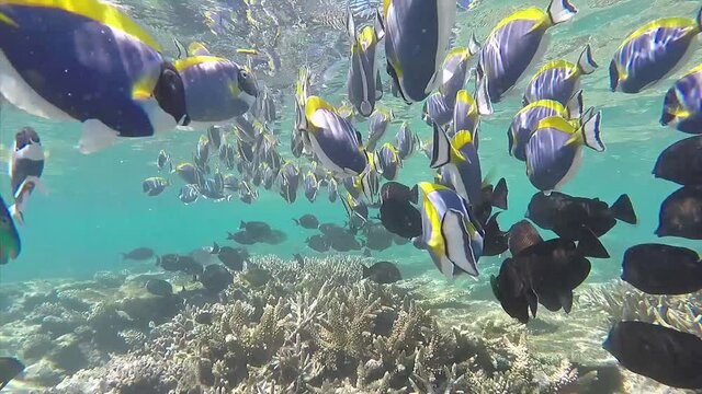 Maldives powder blue surgeonfish shoaling is foraging at the coral reef