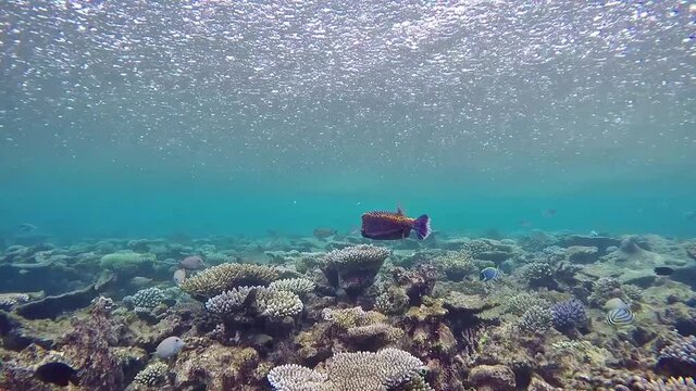 Spotted boxfish flees among tropical corals in coral garden in reef of Maldives island