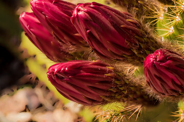 Cactus Flower Buds
