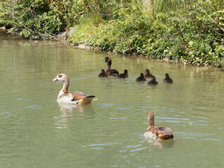 Aythya fuligula - Adult female tufted duck surronded by its ducklings and swimming in a small stream between a couple of Egyptian goose