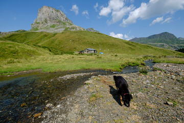 Lous Québottes sheep farm, Ayous lakes tour, Pyrenees National Park, Pyrenees Atlantiques, France