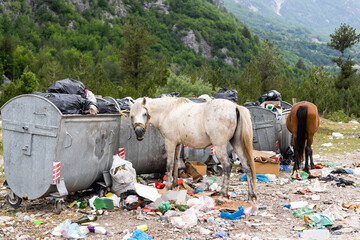 horse eating garbage in the mountains of albania - Powered by Adobe
