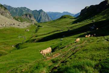 Fototapeta na wymiar cows ascending the hill, Col de Souzon, Midi d'Ossau peak, 2884 meters, Pyrenees National Park, Pyrenees Atlantiques, France