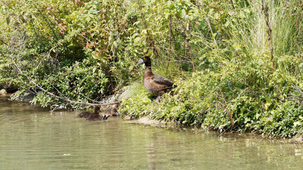 Aythya fuligula. Tufted duck female and its ducklings by a sheltered pond near the nest in a plenty vegetation