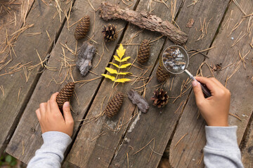 autumn collection of dry leaves and pine cones