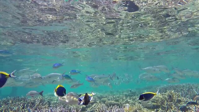 Maldives bluefin kingfishes hunting fishes at corals