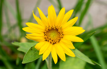 yellow flower