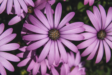 African daisy pink purplish flower