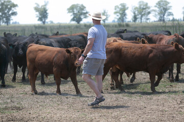 criadores mirando sus vacas