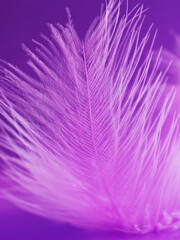 Fragment of pink feather on a violet background
