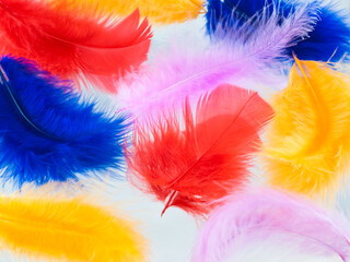 Various color feathers with reflections