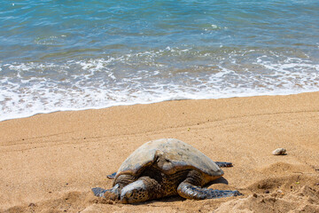 Cute sea turtle resting peacefully along the golden Maui coast of Hawaii with the blue green waves rolling in on a sunny summer day.