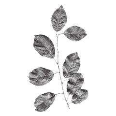 Twig of leaves vector in monochrome minimal halftone style