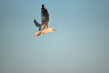Big sea-gull flying in blue sky , freedom of bird, ornithology