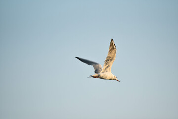 Big sea-gull flying in blue sky , freedom of bird, ornithology