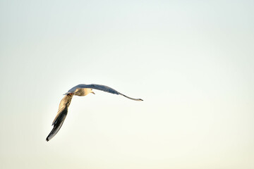 Big sea-gull flying in blue sky , freedom of bird, ornithology