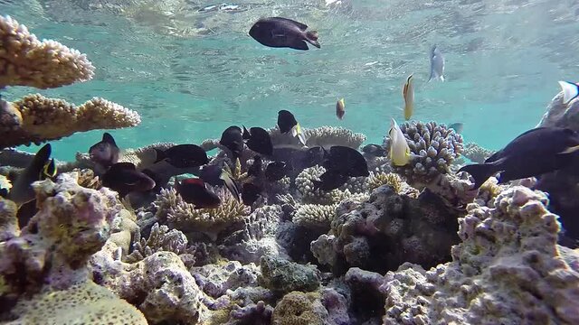 Maldives fishes swimming over tropical corals