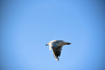 Big sea-gull flying in blue sky , freedom of bird, ornithology