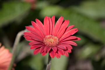 Red gerbera flower
