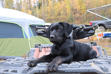 A young black puppy sitting on an atv