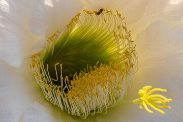 White Cactus Flower 1
