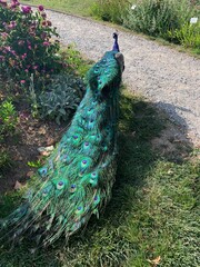Graz, Austria June 20, 2021.Eggenberg Castle - the largest aristocratic residence of Styria. Located on the outskirts of Graz and included (since 2010) in the World Heritage List. Peacock in the gard