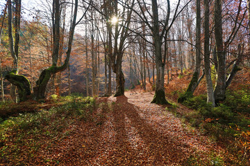 Fabulous autumn forest. The sun illuminates the forest through the trees. Fallen leaves cover all the land in the forest