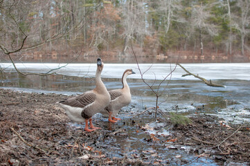 Chinese geese near pond
