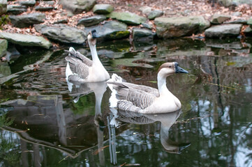 Chinese geese in water