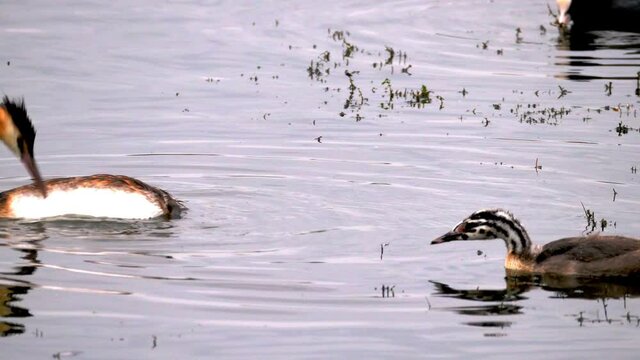 Adult toot and a little toot with striped head