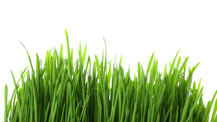 Fresh wheatgrass on white background
