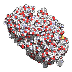 Amylase (human pancreatic alpha-amylase) Protein. 3D Illustration.