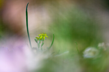 Gagea (Liliaceae) is a beautiful small inconspicuous flower growing in the spring in the forest. Yellow flower, green long leaf. Medicinal herb. Blurred background, shallow depth of field.