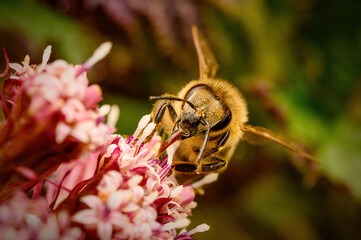 European honey bee (Apis mellifera) feeding on nectar from butterbur flower (Petasites hybridus). Detailed macro with black background. Perfectly in focus, photographed with the flash.