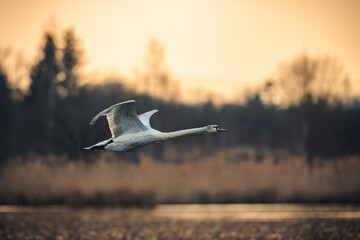 The mute swan (Cygnus olor) takes off from the pond and flies above the water. In the background is a forest and the rising sun. Taken early in the morning before sunrise.
