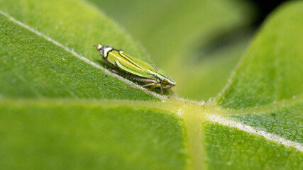 leafhopper