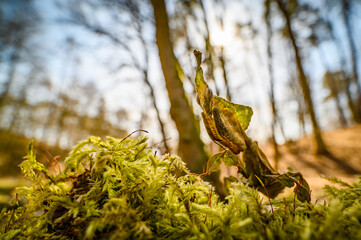 The ghost mantis (Phyllocrania paradoxa) in the forest on the moss, looking into the camera. Wide angle macro. In the background you can see the forest, the sun and the sky.