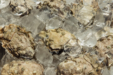 Oysters on a bed of ice before being shucked